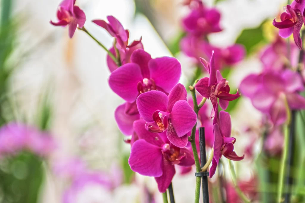 Vibrant Magenta Orchid Petals Blooming Greenery