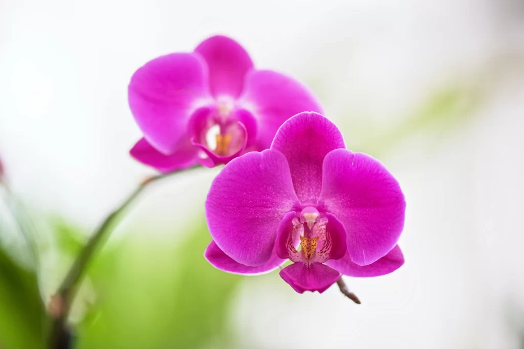 Vibrant Magenta Orchid Petals Yellow Center