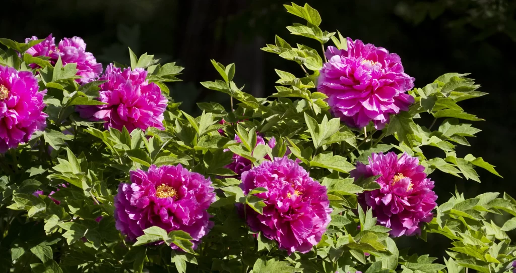Vibrant Magenta Peony Full Blooms Lush Green Leaves
