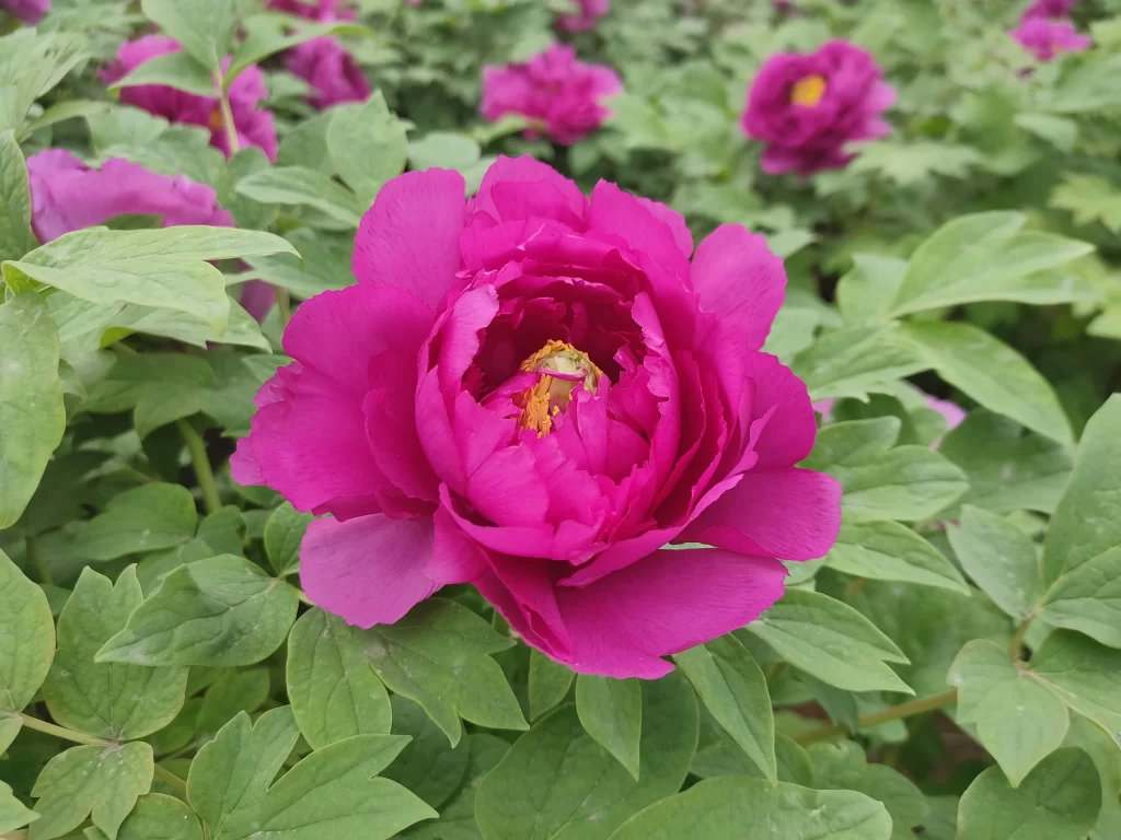 Vibrant Magenta Peony Full Petals Yellow Center