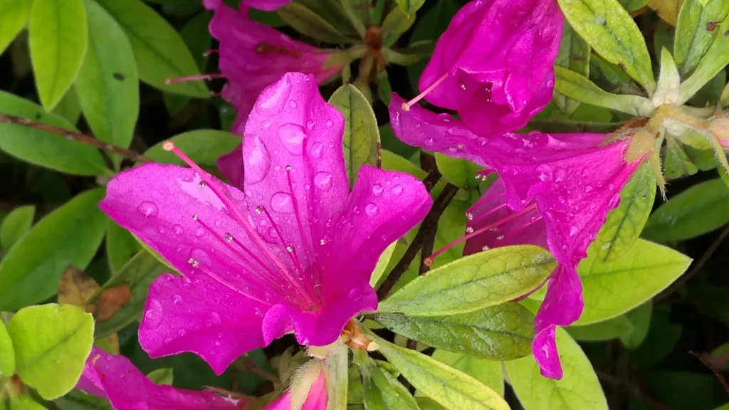 Vibrant Magenta Rhododendron Petals Dewdrops Lush Green Leaves