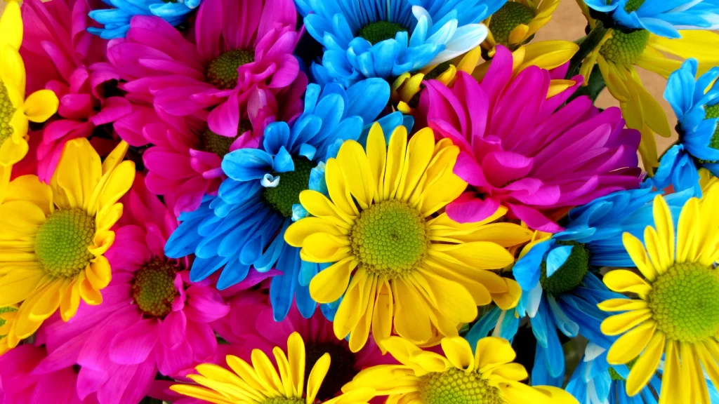 Vibrant Multicolored Daisies Petals Bright Yellow Blue Magenta