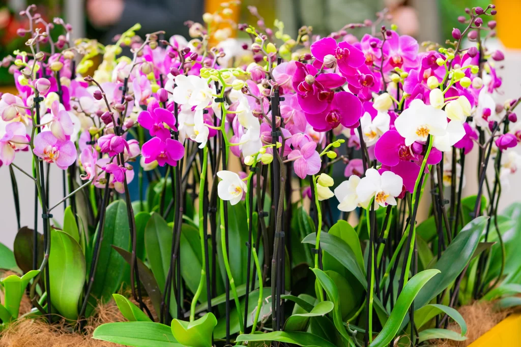 Vibrant Orchid Blooms Petals Greenery