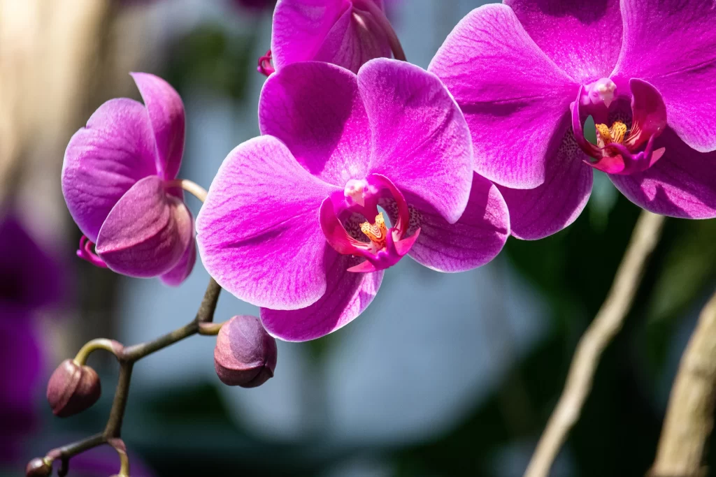 Vibrant Orchid Petals Blooms Nature