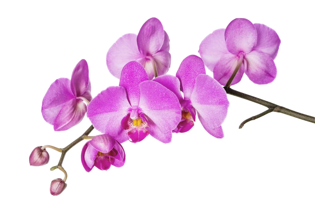 Vibrant Orchid Petals Blooms Purple White