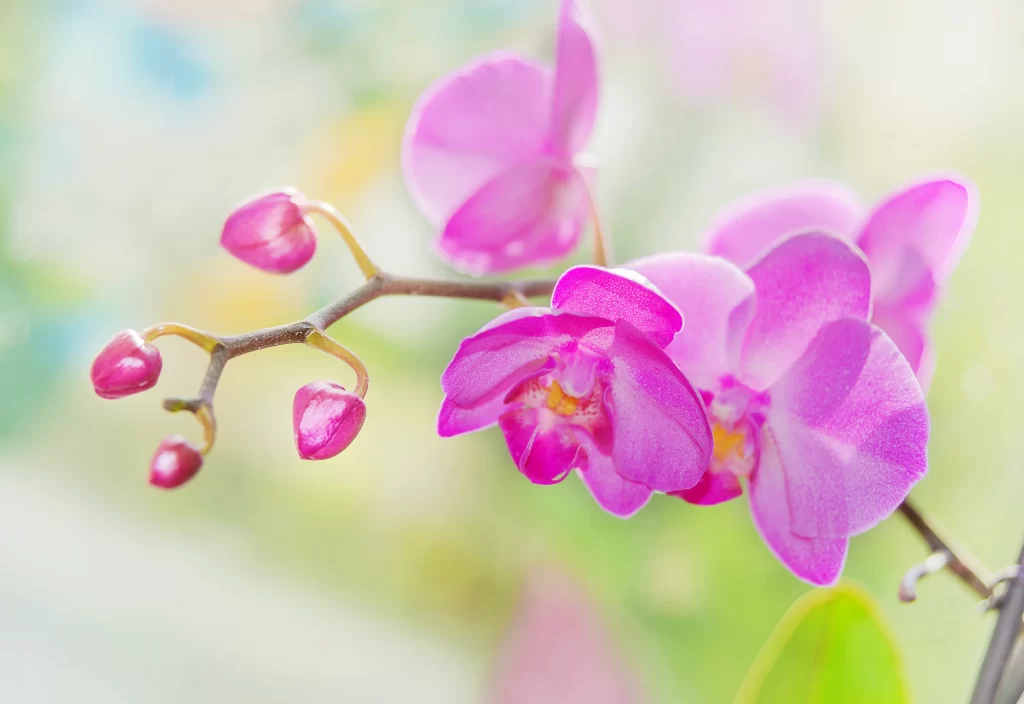 Vibrant Orchid Petals Blooming Nature