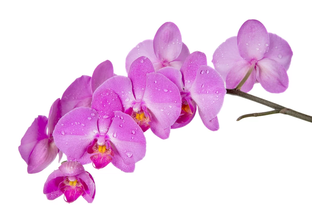 Vibrant Orchid Petals Dewdrops Graceful