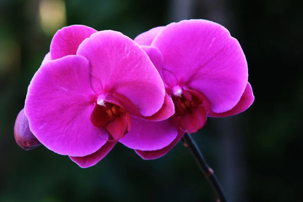 Vibrant Orchid Petals Pink Red Center
