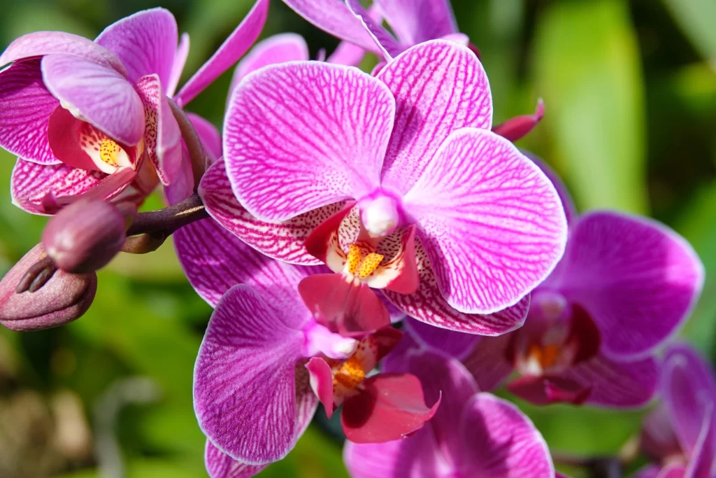 Vibrant Orchid Petals Pink White Stripes Yellow Center
