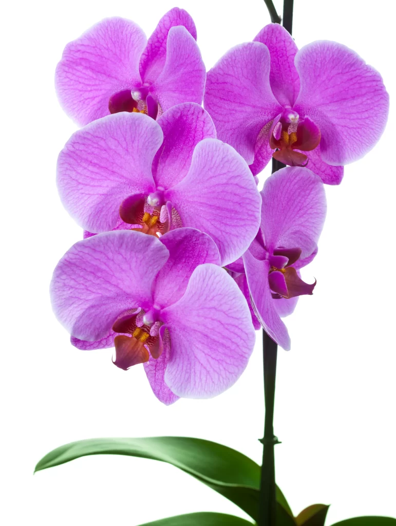 Vibrant Orchid Petals Purple Blooms