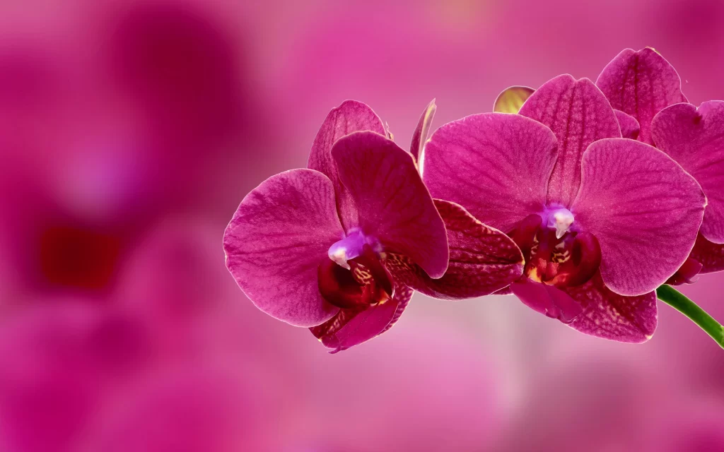 Vibrant Orchid Petals Purple Speckled Texture