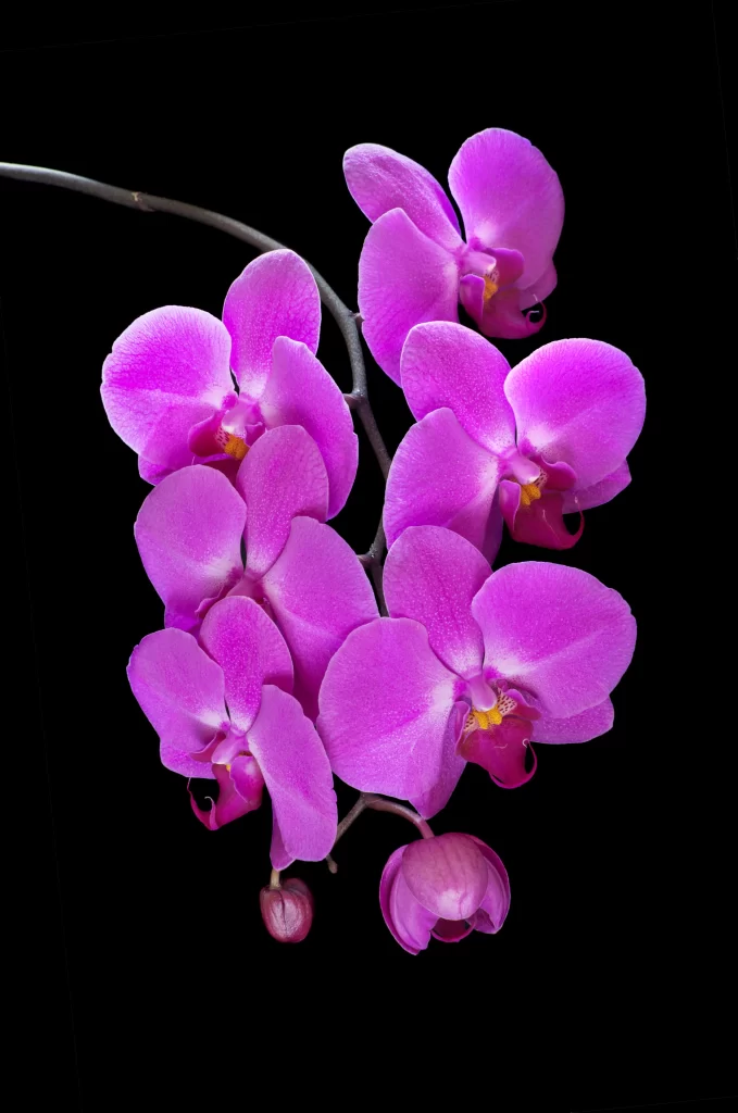 Vibrant Orchid Petals Purple Yellow Center