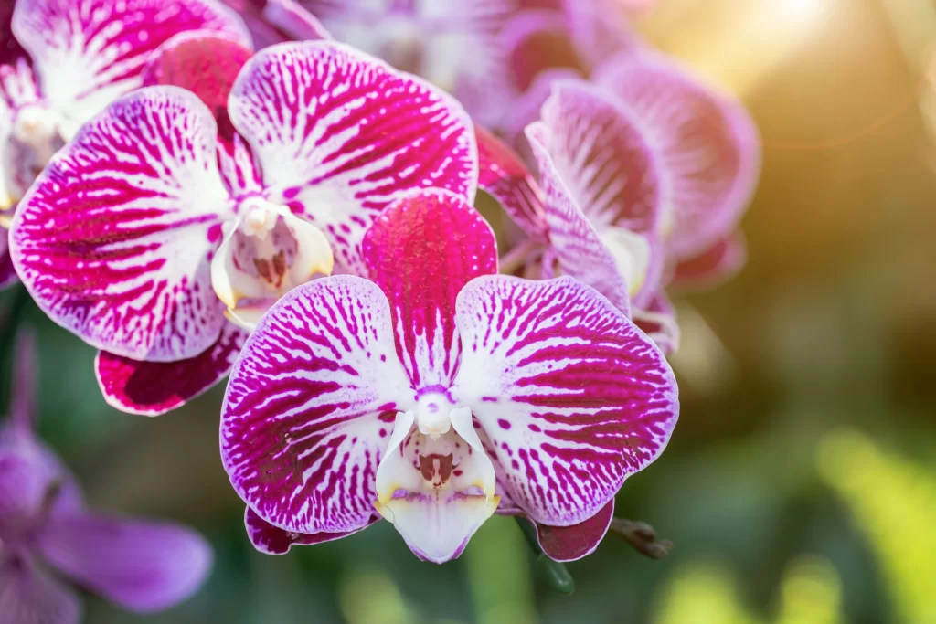Vibrant Orchid Petals Stripes Sunlight