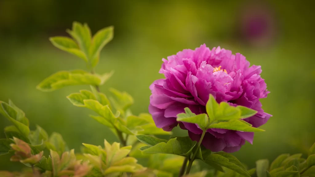 Vibrant Peony Blooming Petals warm Greenery