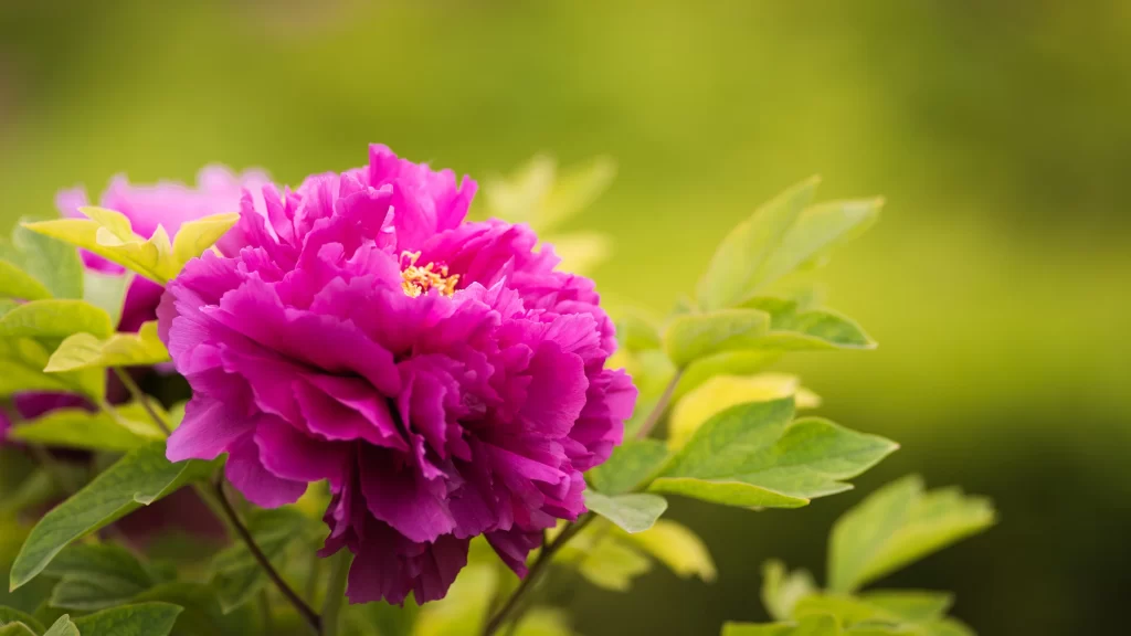 Vibrant Peony Blooming Petals warm Greenery