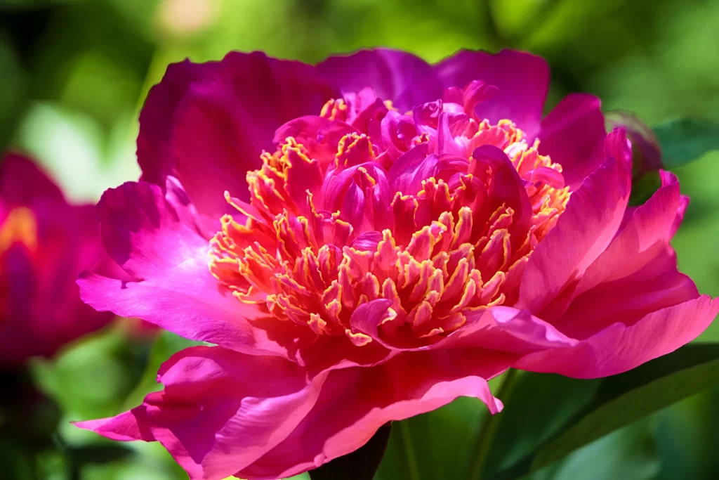 Vibrant Peony Petals Yellow Center Sunlit