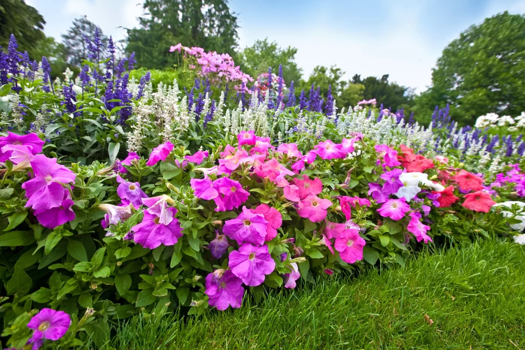 Vibrant Petals Colorful Blooms Lush Garden