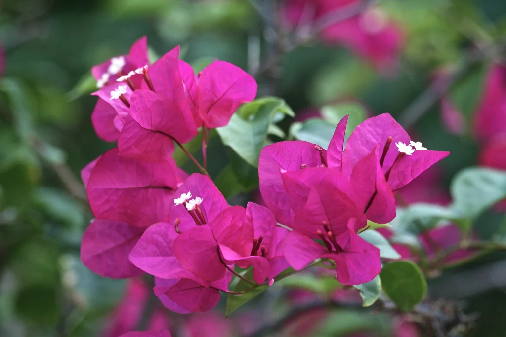 Vibrant Pink Bougainvillea Petals Blooming Nature