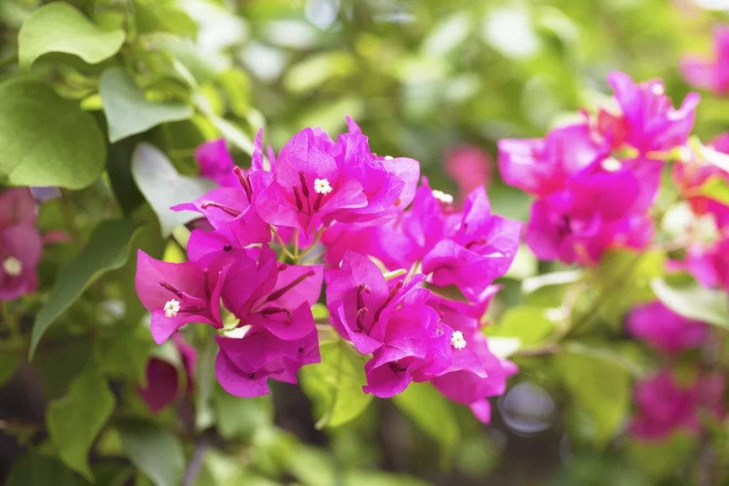 Vibrant Pink Bougainvillea Petals Green Leaves
