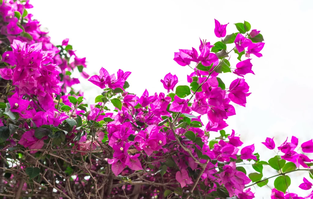 Vibrant Pink Bougainvillea Blooms Dense Foliage
