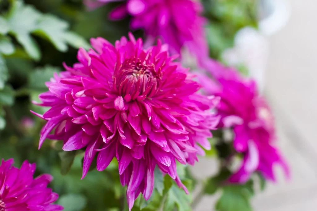 Vibrant Pink Chrysanthemum Petals Dense Blooms
