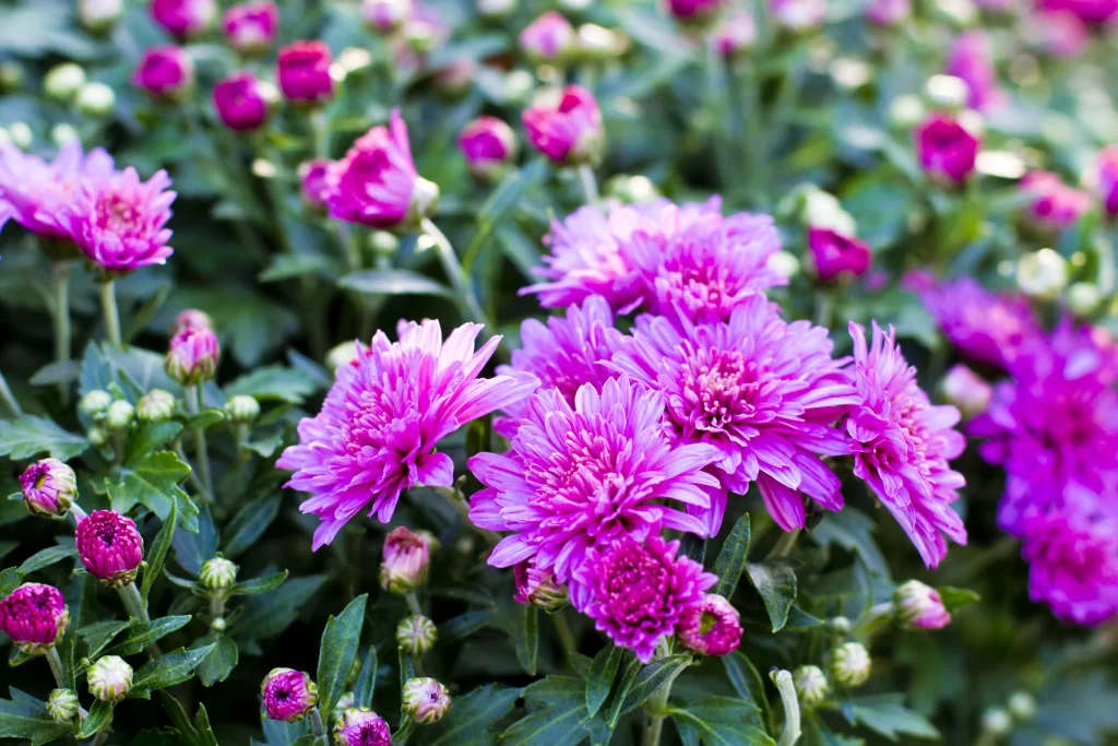 Vibrant Pink Chrysanthemum Blooms Petals Dense Cluster