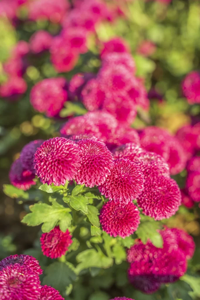 Vibrant Pink Chrysanthemum Dense Blooms Rounded Petals Lush Greenery