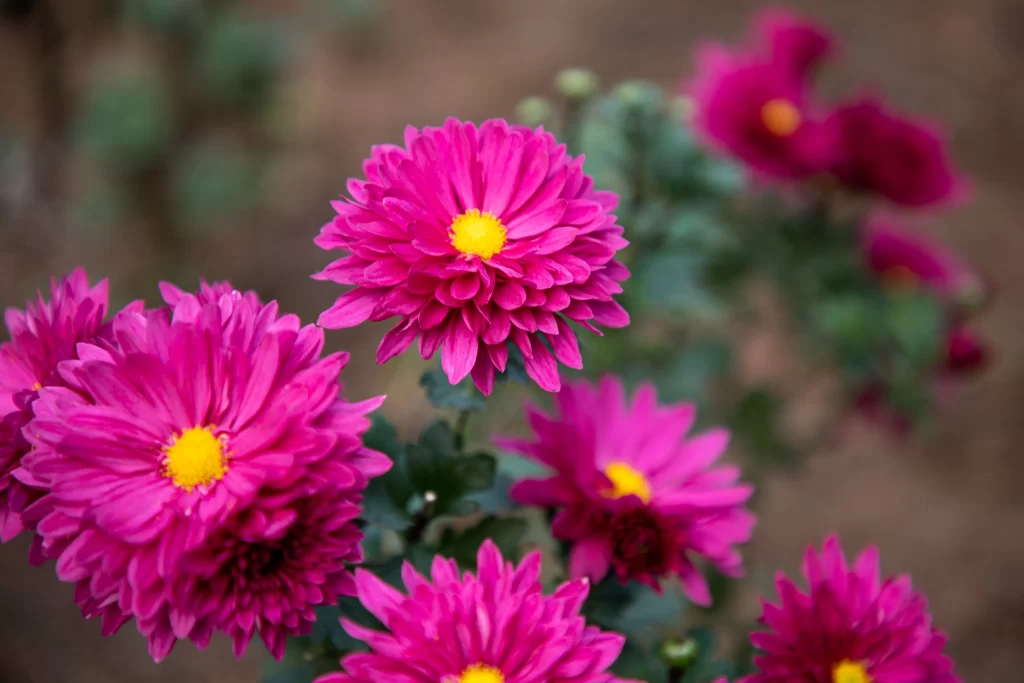 Vibrant Pink Chrysanthemum Petals Yellow Center Dense Blooms