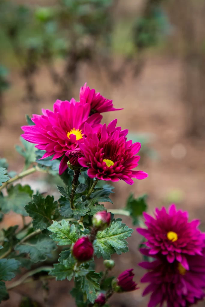 Vibrant Pink Chrysanthemum Blooms Petals Yellow Center
