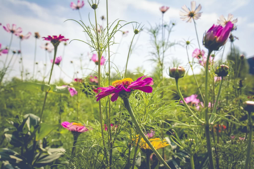 Vibrant Pink Chrysanthemum Petals Blooming Sunlight
