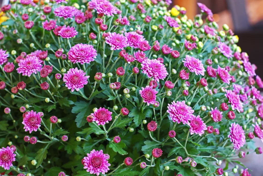 Vibrant Pink Chrysanthemum Blooming Petals Dense Cluster