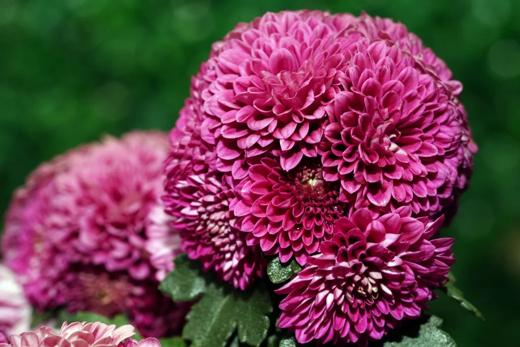 Vibrant Pink Chrysanthemum Dense Petals Rounded Shape Green Leaves