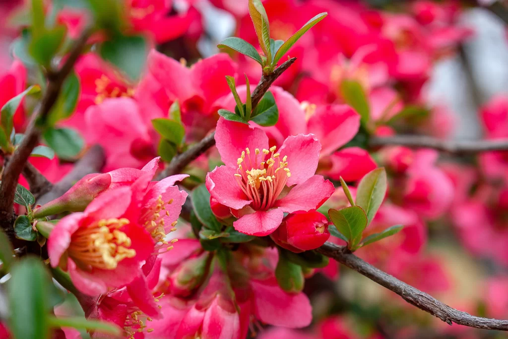 Vibrant Pink Crabapple Blossom Petals Yellow Stamens