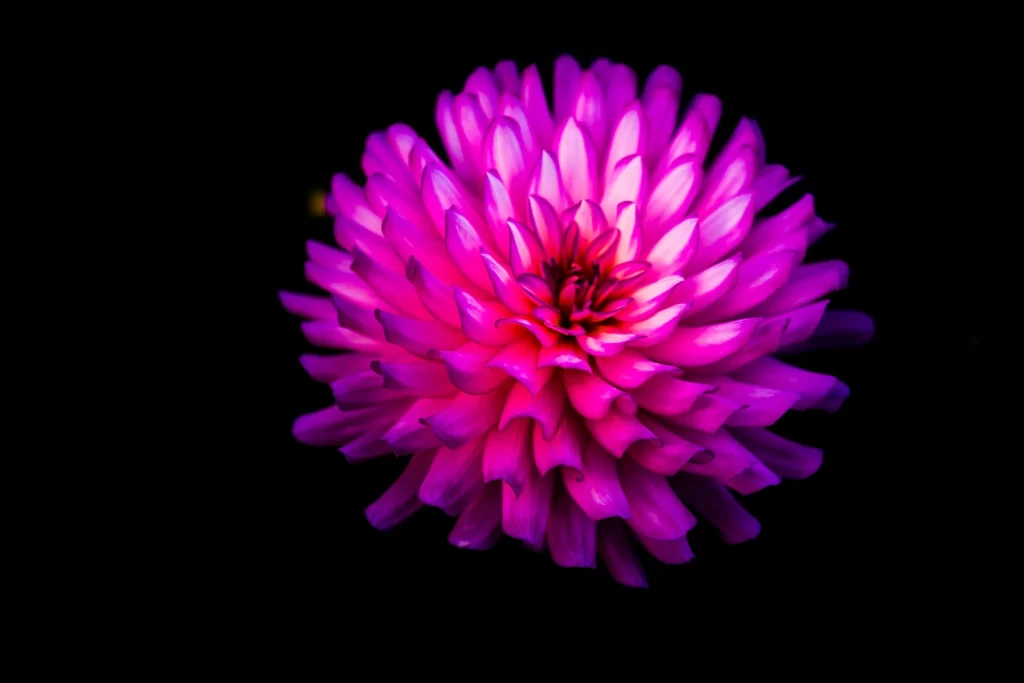 Vibrant Pink Dahlia Petals Rounded Dark Background