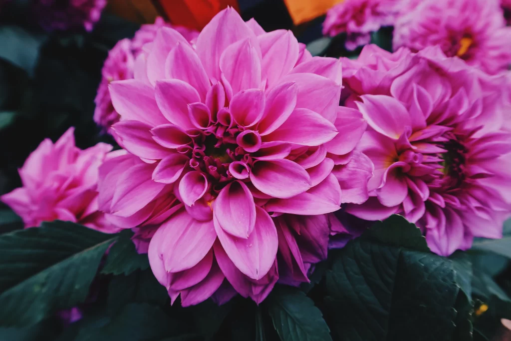 Vibrant Pink Dahlia Petals Layered Blooming