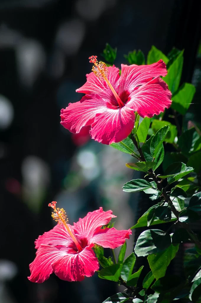 Vibrant Pink Hibiscus Petals Sunlight Green Leaves