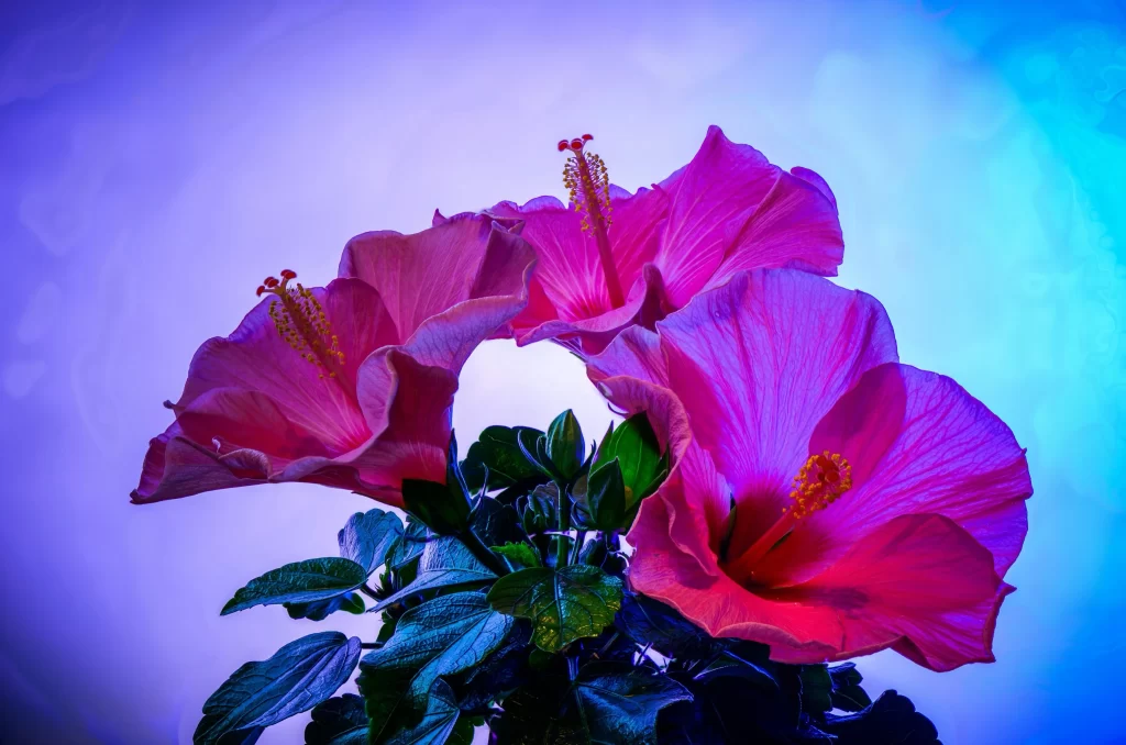 Vibrant Pink Hibiscus Petals Stamen Blue Background