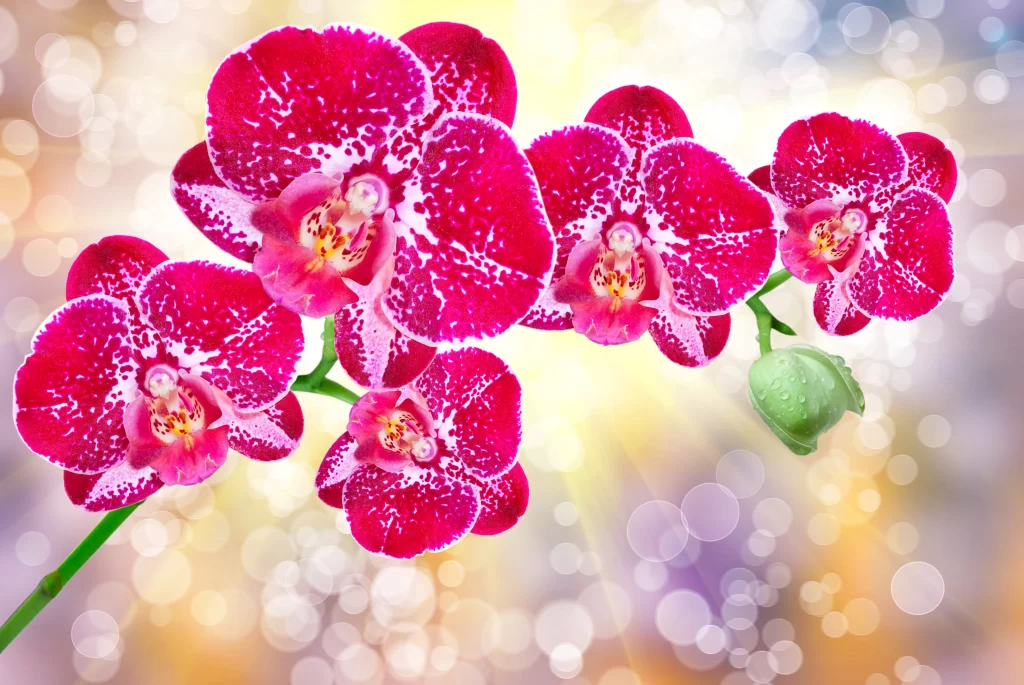 Vibrant Pink Orchid Blooms Petals Speckled Green Bud