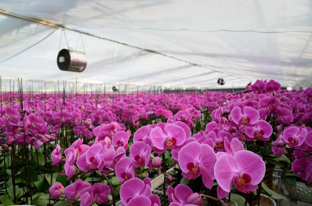 Vibrant Pink Orchid Blooms Petals Greenery