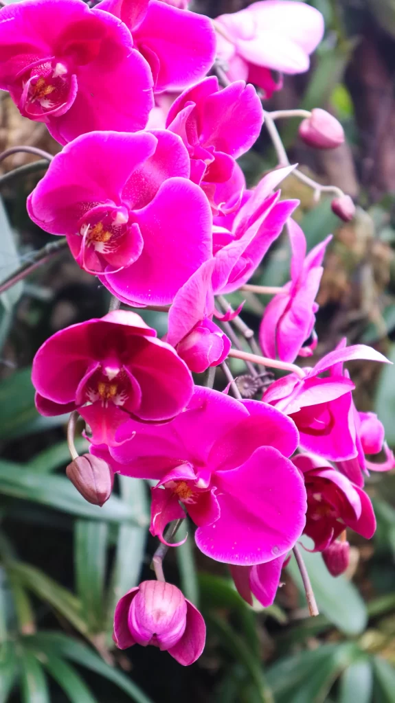 Vibrant Pink Orchid Blooming Petals Greenery