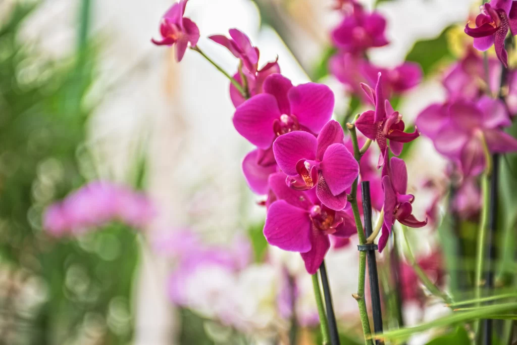 Vibrant Pink Orchid Petals Blooming warm Greenery