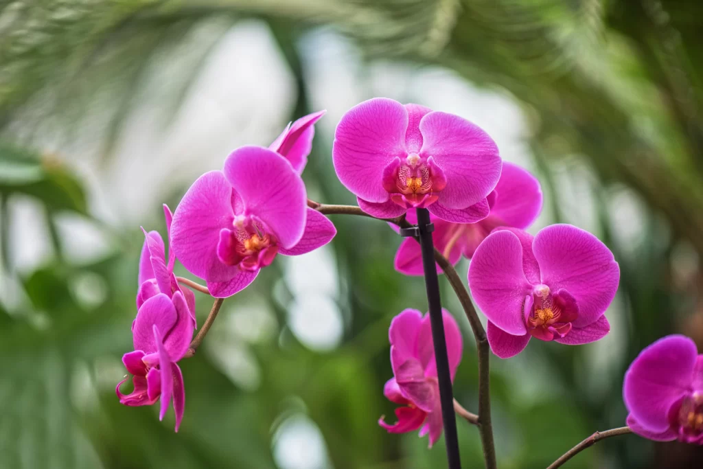 Vibrant Pink Orchid Petals Blooming gray Nature