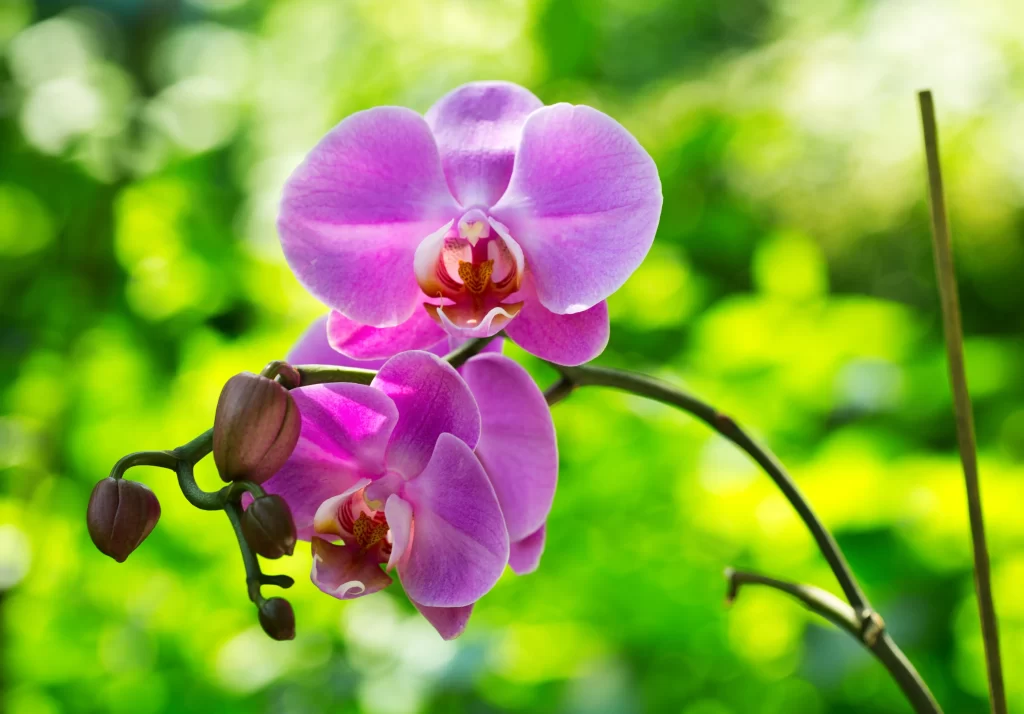 Vibrant Pink Orchid Petals Blooming warm Greenery