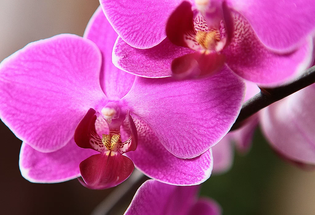 Vibrant Pink Orchid Petals warm Blooming