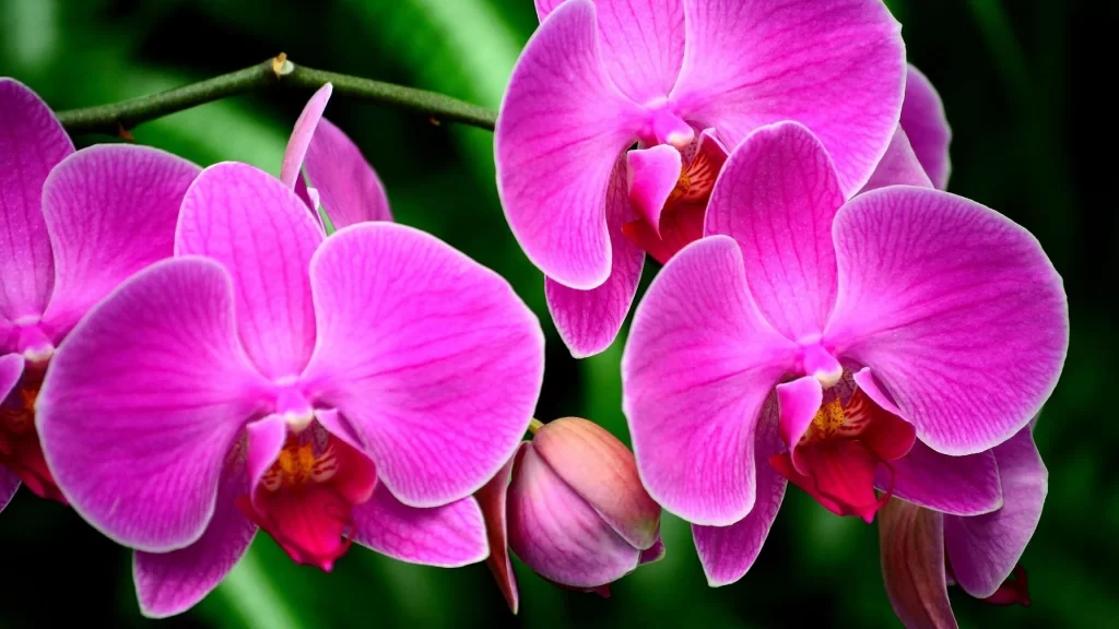 Vibrant Pink Orchid Petals Blooming warm Greenery