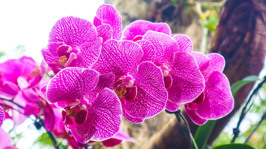 Vibrant Pink Orchid Petals Blooming warm Nature