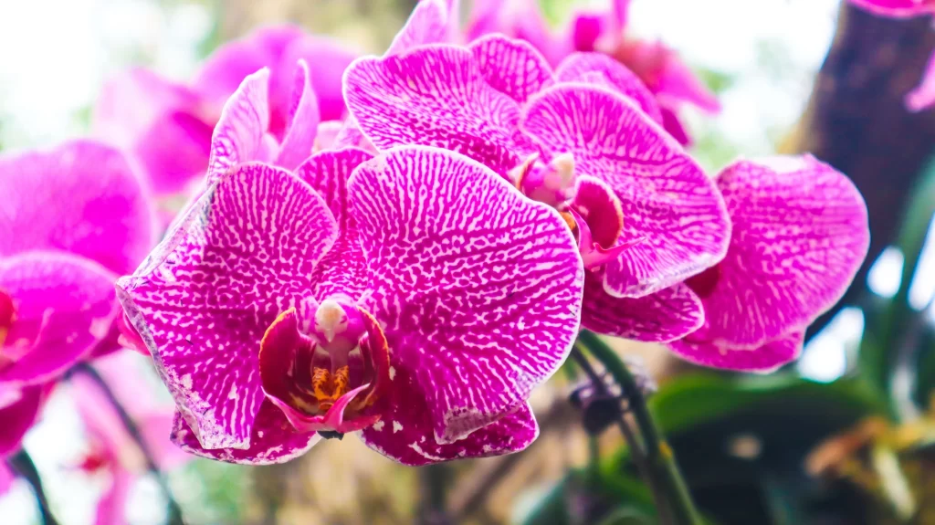 Vibrant Pink Orchid Petals Speckled Yellow