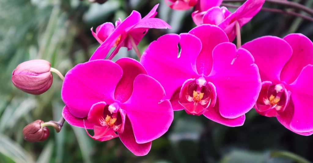 Vibrant Pink Orchid Petals Blooming warm Nature