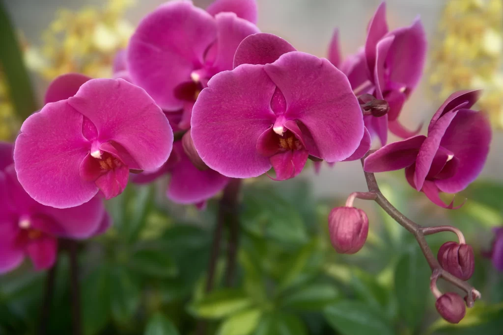 Vibrant Pink Orchid Petals Blooms Nature