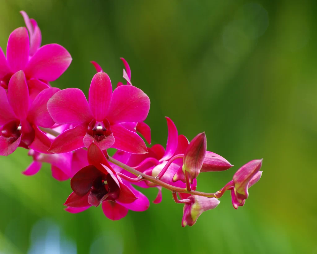 Vibrant Pink Orchid Petals Blooming warm Greenery
